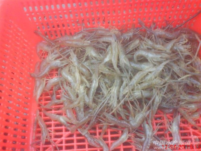 �҂����W(w��ng)��đ�(zh��n)��Ʒ