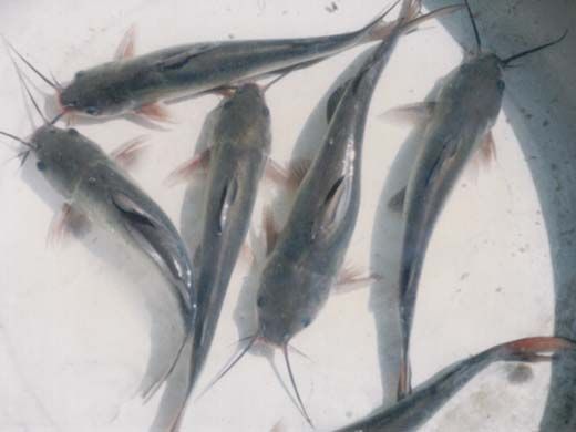 ���c(di��n)��β�t�N�H�~(y��)