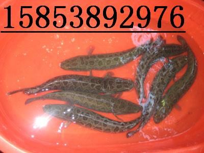 �~�������q�������~�����S�X�����T�~�磬�\�~����