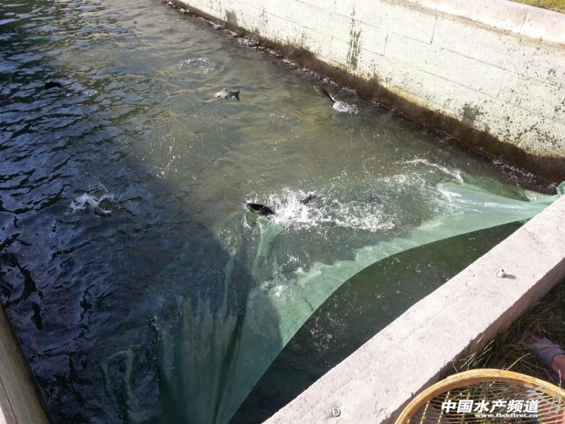 �W(w��ng)�䲶�~(y��)