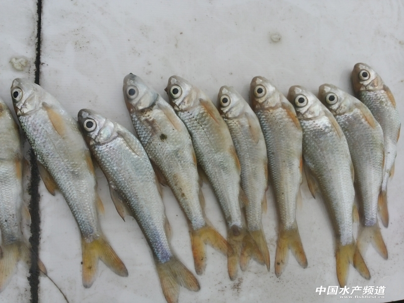 �����İ׼��~(y��)