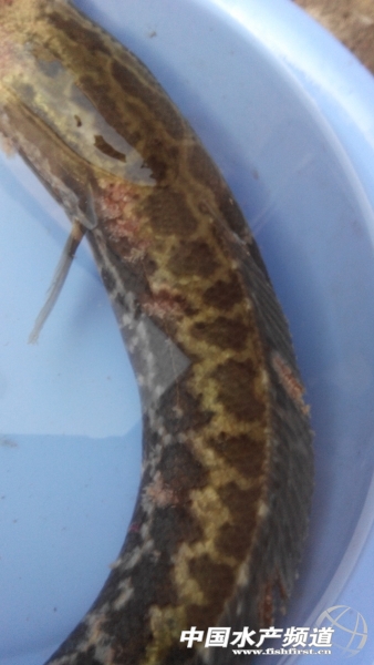 �p΢��Ƥ�Ğ��~