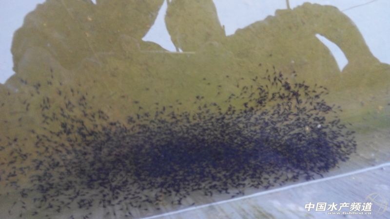 ������Ⱥ�Ğ��~ˮ��2