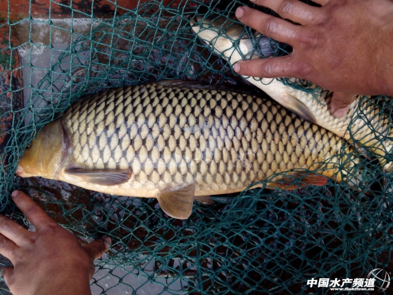 �W(w��ng)���B(y��ng)ֳ�����~