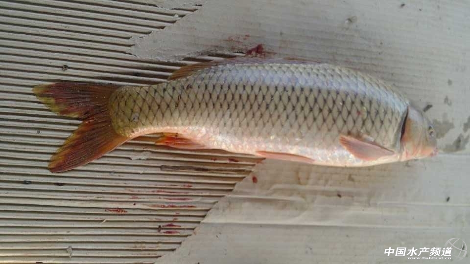 ��ˮҰ�����~