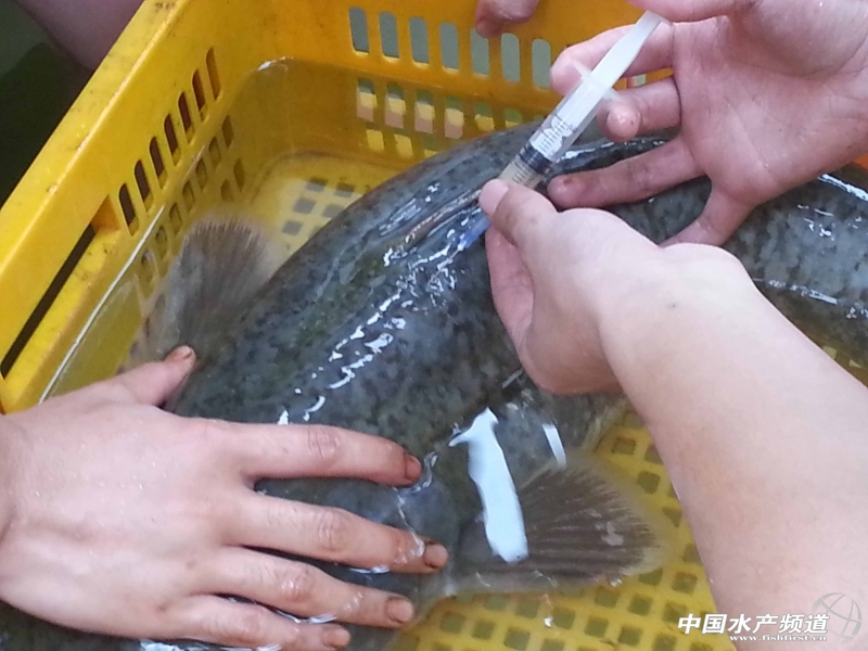 ����T�˹���ֳ���M�д�߮a(ch��n)�