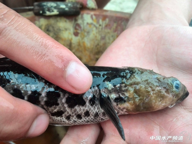 ˮ��W(w��ng)��Ğ��k�ö���˸�Ƥ��