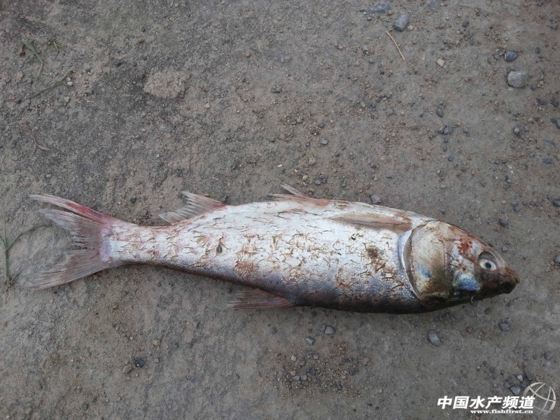 �ڌ���(x��)���g�����Ĳ������^�^��