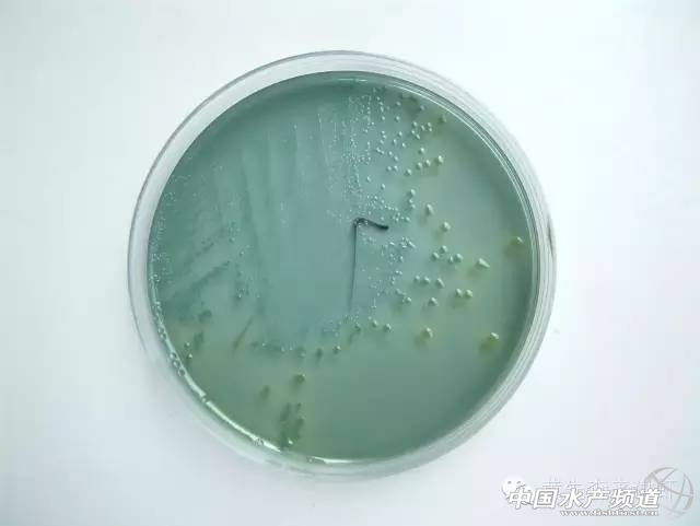 a2016040220181358 (1).jpg