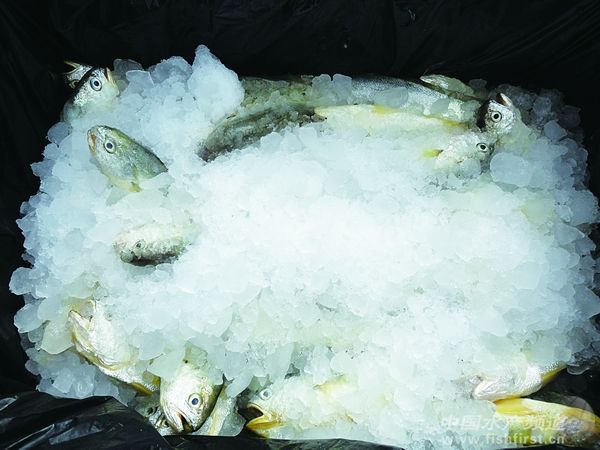 ȫ��ҕҰ�µ��Ї�(gu��)���S�~(y��)�a(ch��n)�I(y��)