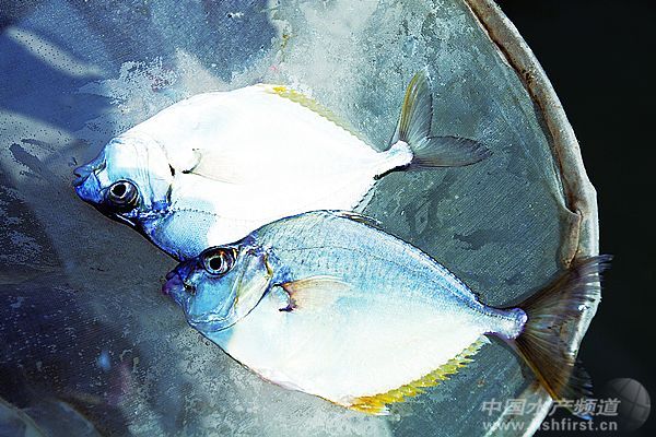 �����B(y��ng)ֳ����ζ���~(y��)������~(y��)