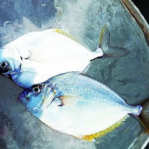 �����B(y��ng)ֳ����ζ���~������~