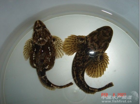 �����ˮ�a(ch��n)߀����һ�Nģʽ