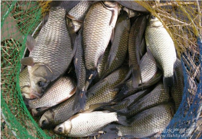 2013��V�|�����B(y��ng)ֳ���c(di��n)�����B(y��ng)�a�~