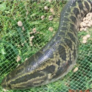 ���~���r��������B(y��ng)ֳ���A(y��)���p��