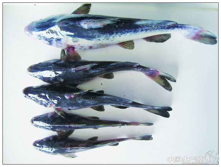 �O���������t�۵��A�Ͼ����L���d��Ѫ�Y