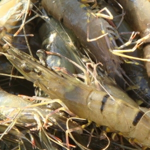 �߹�(ji��)��(du��)�r��(du��)EMS�ķ���(y��ng)������ԓ���ṩ����