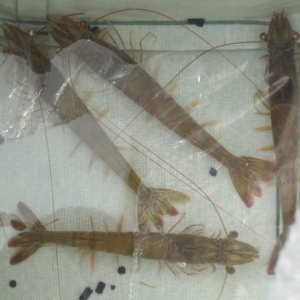 �H�r������_���f�� ���h���߷Ō�