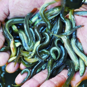 �M�����q������U����Σ�C������