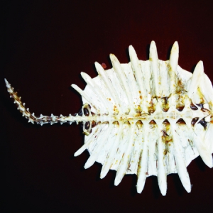 �҇����M�a(ch��n)�I(y��)���������M�r��