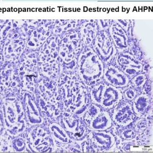 ��(du��)�r���Ը����ى�����PCR�z�y(c��)�������M(f��i)���_