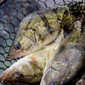 2013�Z�~�B(y��ng)ֳ�в��� �r(ji��)���߄ݷ�������Ҏ(gu��)��