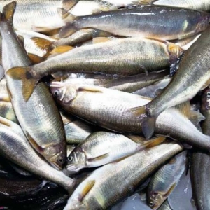 ����������~(y��)��a(ch��n)��ǧ��