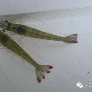 �r��Ʒ������͹�@  �M(j��n)���H�r�����^(gu��)25�f(w��n)��(du��)