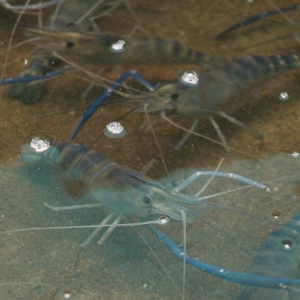 SPF�_�r�H�r����ͻ�ơ��F�r���y�}