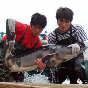 ������{���{(l��n)�ɘ�Թ�˾����֧��9ǧ�f(w��n)