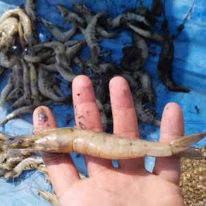 2015����β�؅^(q��)��(du��)�r�B(y��ng)ֳ��r�������������ν��h