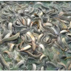 2016���_�����q�V�|�������o�B(y��ng)ֳ�ߵ�7�c(di��n)���h