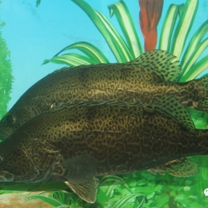 �����x������Ʒ�N���L(zh��ng)���s���Z���������ٌ�(sh��)�F(xi��n)�Z�~ȫ�˹���������B(y��ng)�M(j��n)��