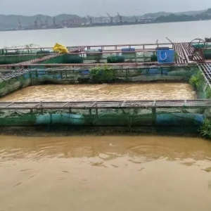 ���L(zh��ng)��1̖(h��o)��ˮ����Ű��������M�����ϳ�ˮ�a(ch��n)�B(y��ng)ֳ�؞�(z��i)�^(q��)