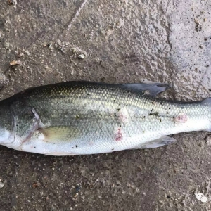 �ߜ��ڼ����|�����P(gu��n)�I�c ��Ҫ�e�^Ŷ��