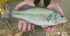 2017�����|����Ј�Ʒ����꠼����γ���