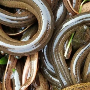 ���������3���l(f��)չ��1600���S�X��������a(ch��n)���X���f���Nǧ�fβ��