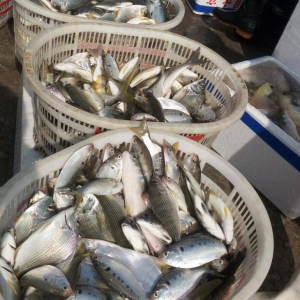 ���a(ch��n)300���rҲ��ٍ���X�����r�r(n��ng)���[��(w��n)��(w��n)���Ҹ�