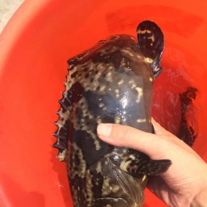 ��ѩ���u���~�r(ji��)ȫ���h�t���Z�~�����~�ȃr(ji��)��(chu��ng)�vʷ�¸���