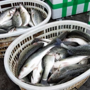 ����(d��o)�ߘ�(g��u)�������ӵ��Ј�(ch��ng)Ҏ(gu��)�t��