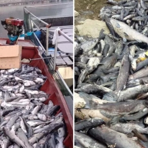 ˮ�챬�l(f��)���~ȫ�������B(y��ng)ֳ��Ѫ���o�w��