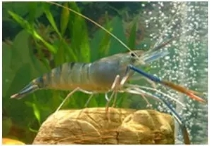 ���R�������⾮��������ˮ�a(ch��n)�B(y��ng)ֳ����·������