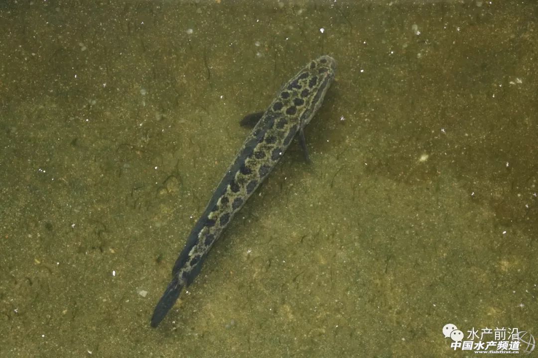 ��һ���(du��)����ı�Ʒ���������~����ͻ��15Ԫ/������2�f����@�ˮ��a(ch��n)��ȼ���L(f��ng)�D(zhu��n)�B(y��ng)�� | 2018���~ُ�Nָ��