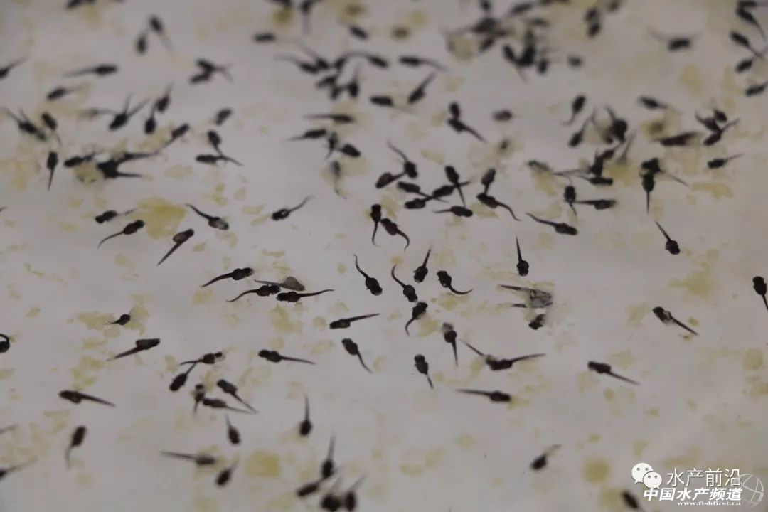 ��һ���(du��)����ı�Ʒ���������~����ͻ��15Ԫ/������2�f����@�ˮ��a(ch��n)��ȼ���L(f��ng)�D(zhu��n)�B(y��ng)�� | 2018���~ُ�Nָ��