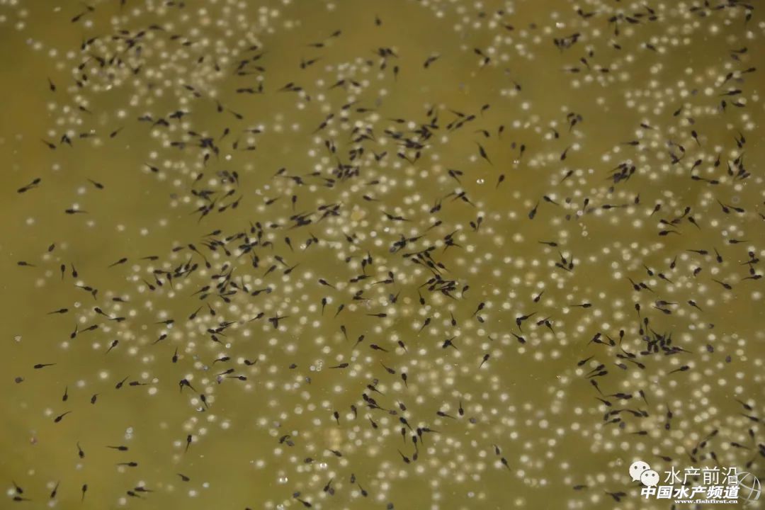 ��һ���(du��)����ı�Ʒ���������~����ͻ��15Ԫ/������2�f����@�ˮ��a(ch��n)��ȼ���L(f��ng)�D(zhu��n)�B(y��ng)�� | 2018���~ُ�Nָ��