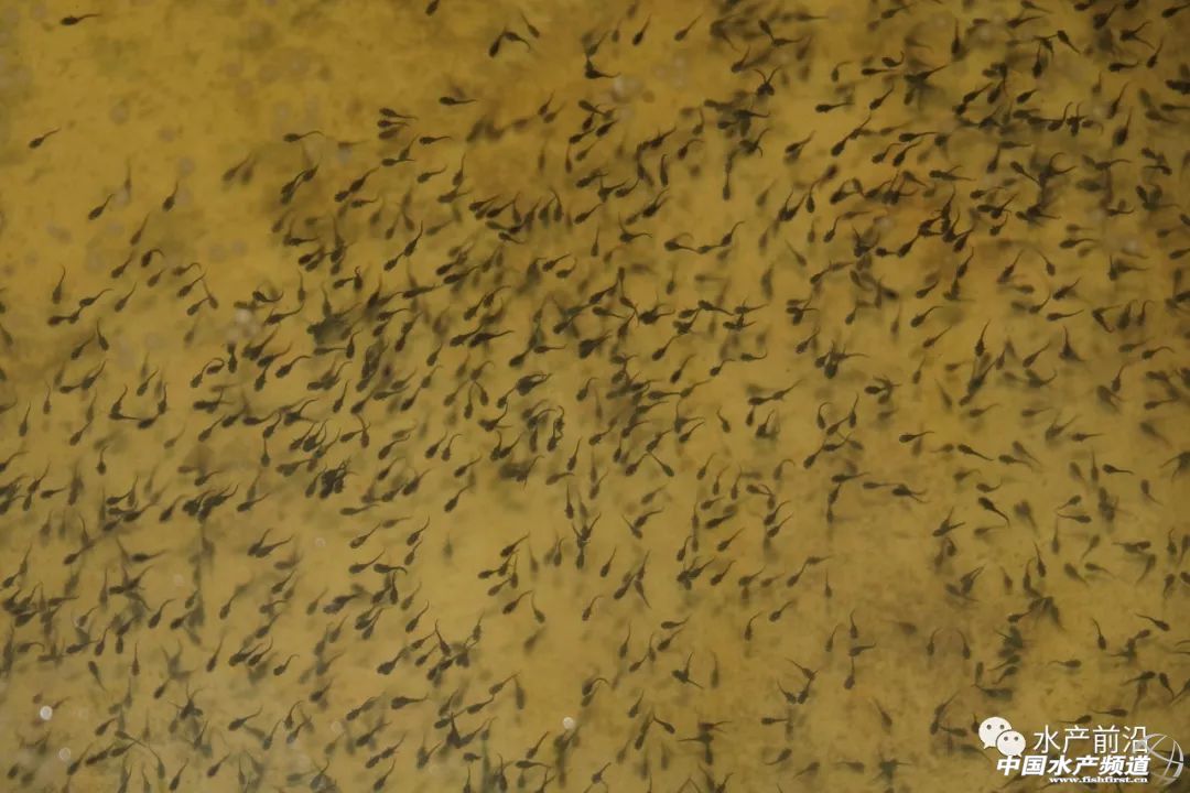 ��һ���(du��)����ı�Ʒ���������~����ͻ��15Ԫ/������2�f����@�ˮ��a(ch��n)��ȼ���L(f��ng)�D(zhu��n)�B(y��ng)�� | 2018���~ُ�Nָ��