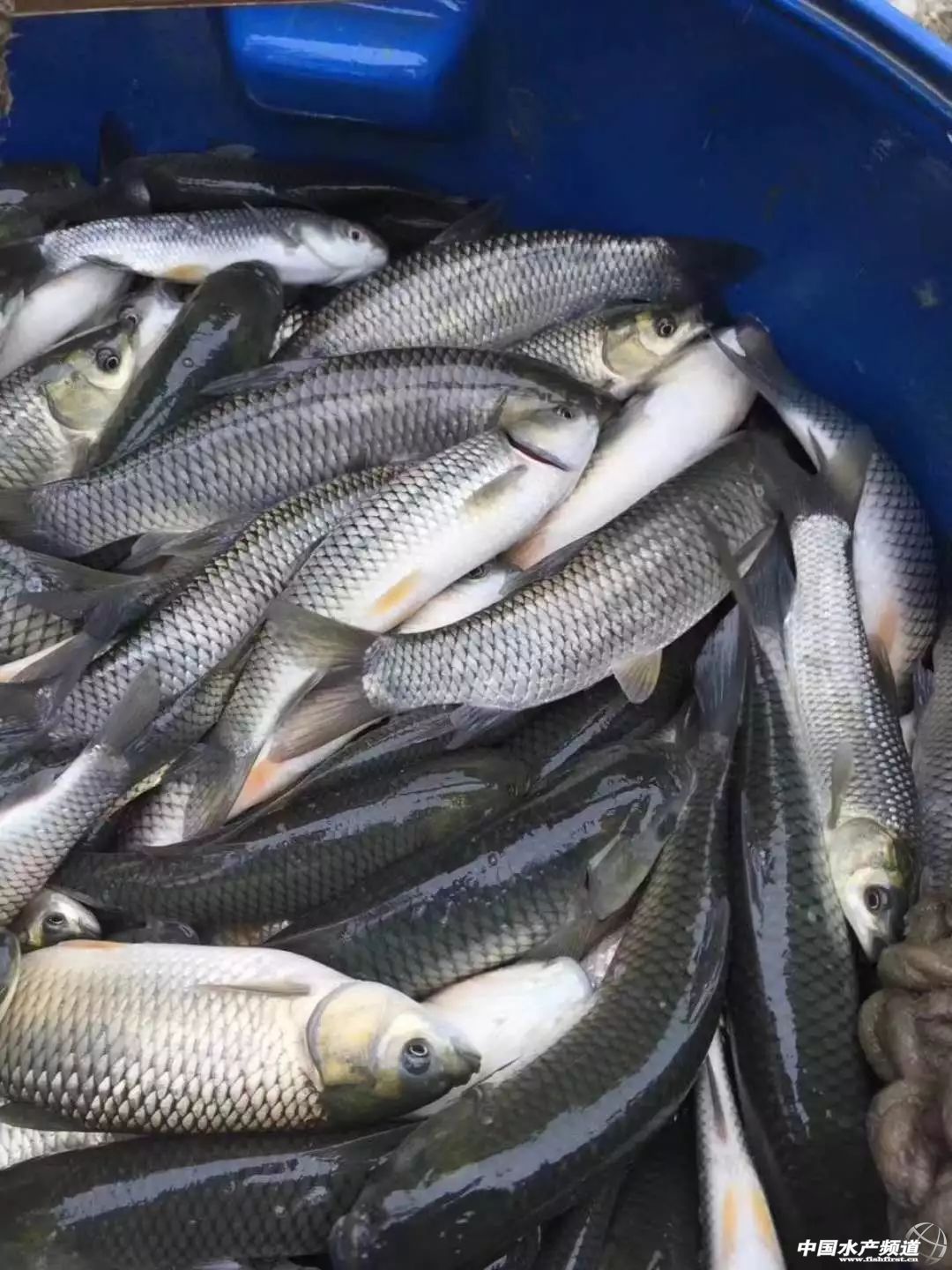 �����ݝO�����r�r�񱩝q�����~��ӭ��q�r���C(j��)��������ߝq0.3Ԫ