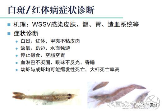 �r���������������B(y��ng)ֳϵ�y(t��ng)��������˵��B(y��ng)ֳ���@Щ���}���̎����