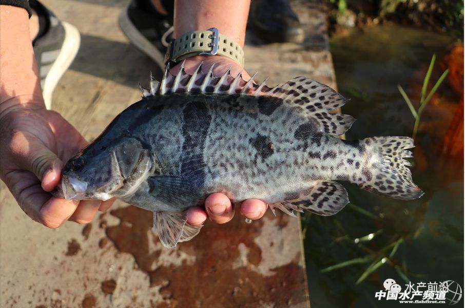 ���Ⱪ�����V�|�Z�~�ٵ�2Ԫ/�������յ�4Ԫ/������ʡ�Z�~�r���»�