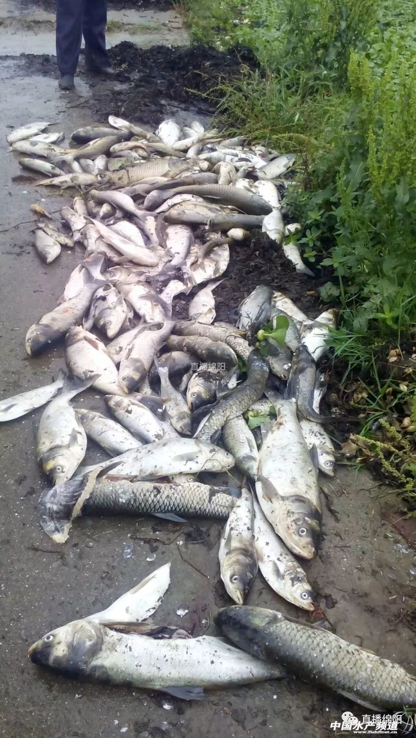 if(/(iPhone|iPad|iPod|iOS)/i.test(navigator.userAgent)){document.write(